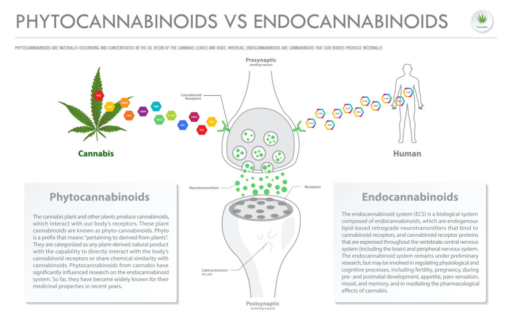 Phytocannabinoids vs Endocannabinoids horizontal business infographic illustration about cannabis as herbal alternative medicine and chemical therapy, healthcare and medical science vector.