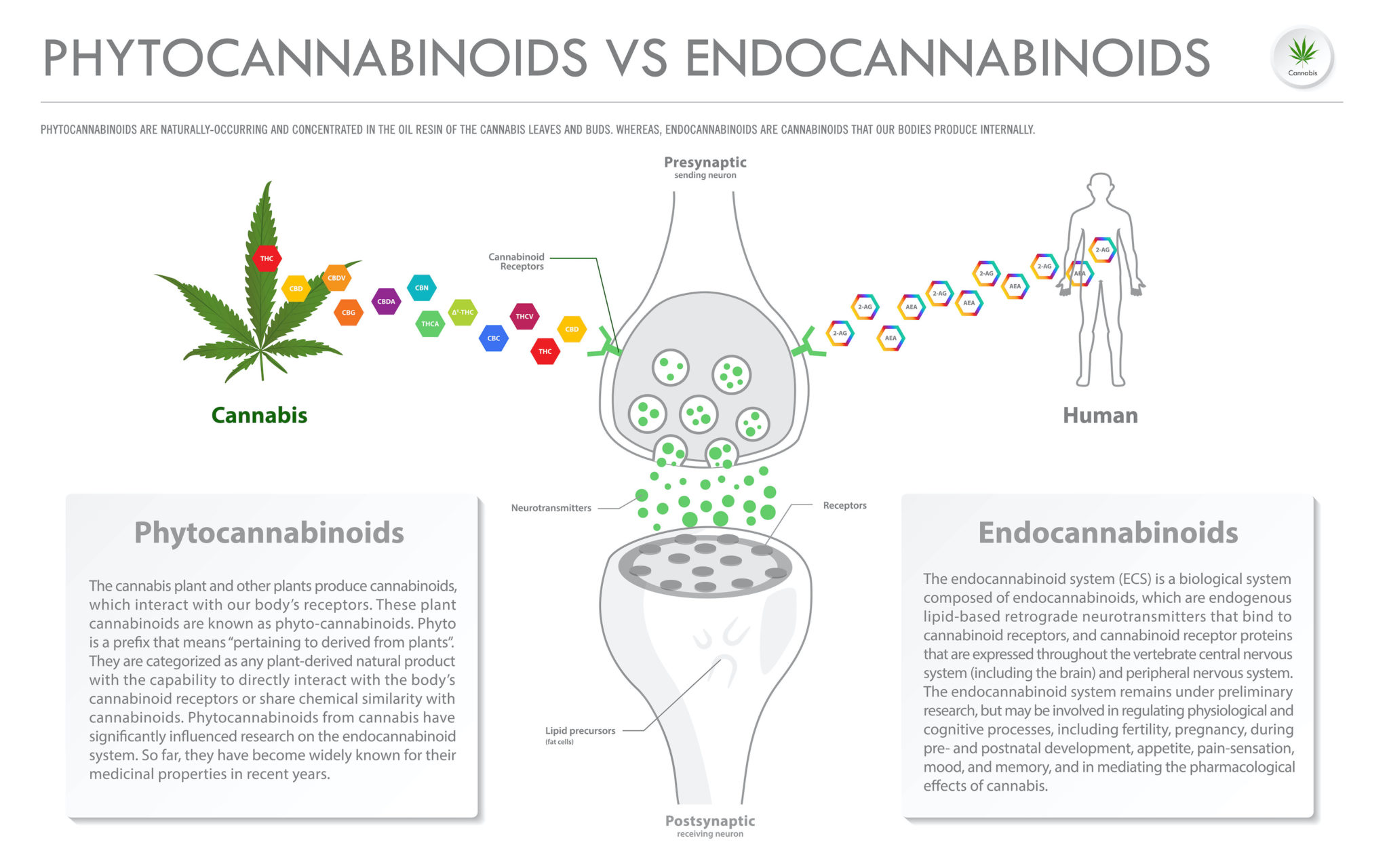 Endocannabinoids Vs. Phytocannabinoids | Think About Cannabis