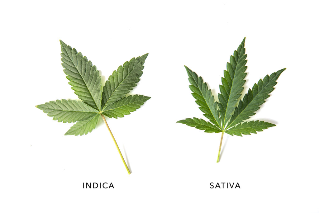 Indica and sativa cannabis plant leaves isolated over white background, medical marijuana concept