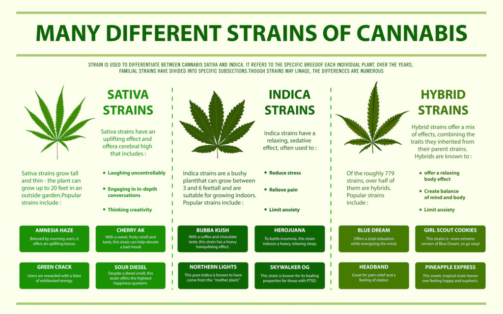 Many different strains of cannabis horizontal infographic, healthcare and medical illustration about cannabis