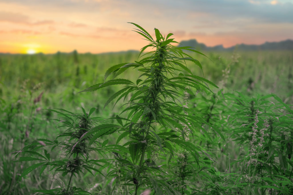 Fields of industrial marijuana in Estonia
