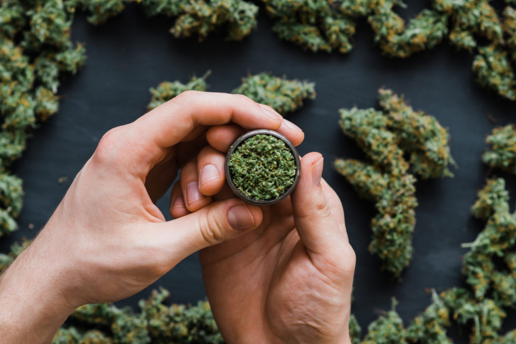 A lot of marijuana, fresh buds of cannabis in a grinder.