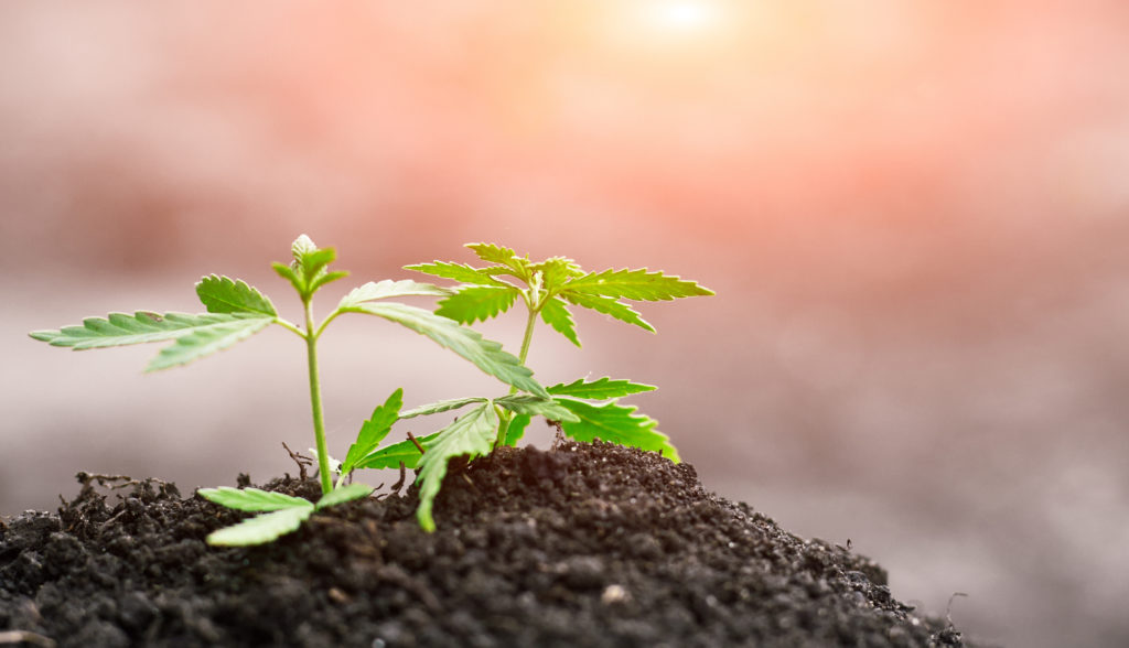 Cannabis sprout. Cannabis sprout