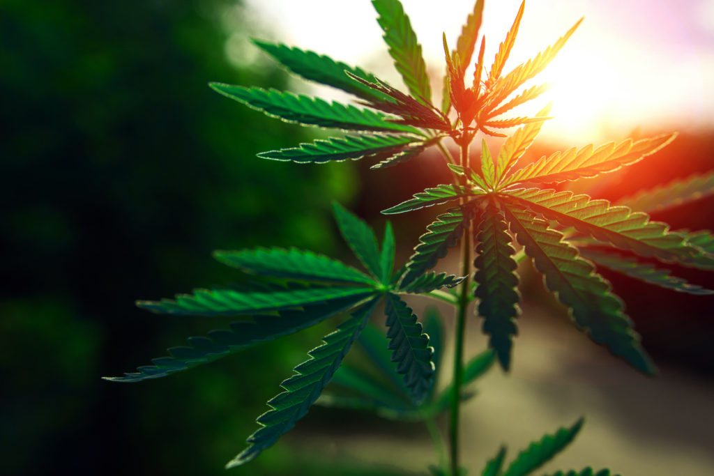 Cannabis bush at sunset Cannabis bush at sunset