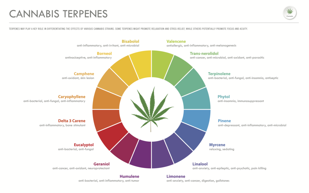 Cannabis Terpenes Infographic