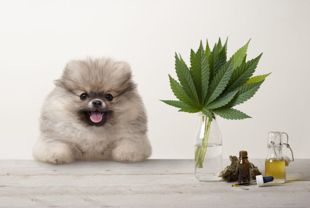 smiling puppy dog and marijuana cannabis sativa